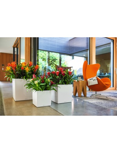 Vaso di forma cubica CUBO Premium
