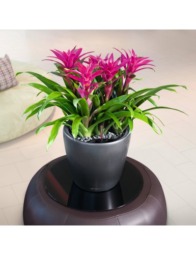Vaso per piante CLASSICO Premium LS