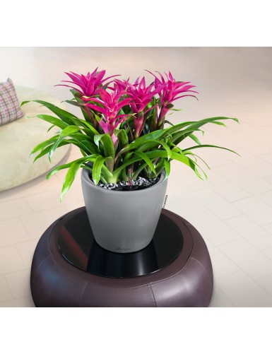 Vaso per piante CLASSICO Premium LS