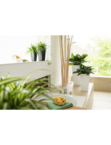 Vaso elegante CUBICO Premium