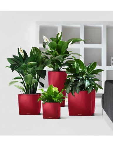 Vaso di forma cubica CUBO Premium