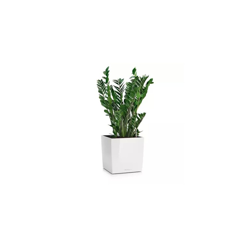 Vaso di forma cubica CUBO Premium