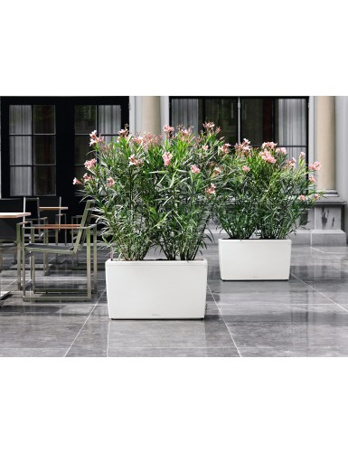 Vaso CARARO Premium, un divisorio elegante e green