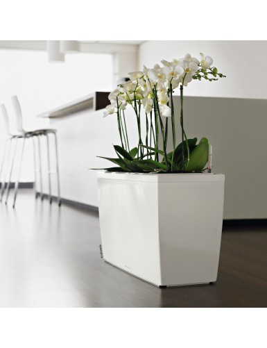 Vaso CARARO Premium, un divisorio elegante e green